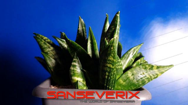 Sansevieria Hahnii Crested / Gaster