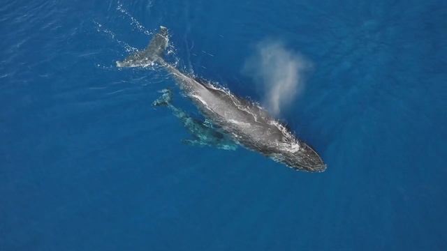 24Hz | ? Whale Song Serenity: Study, Meditation, and Deep Sleep Music ? | смотреть онлайн