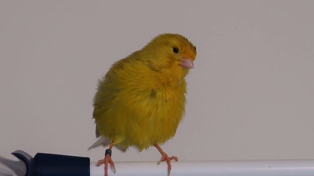 Пение кенара. Уроки пения для кенара. Включите это видео вашей птице смотреть онлайн