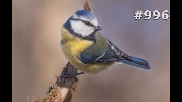 #996. Синицы и лазоревки (В мире животных) смотреть онлайн
