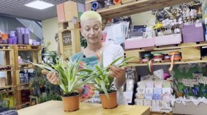 Хлорофитум Океан - нарядное комнатное растение | В этом океане можно утонуть