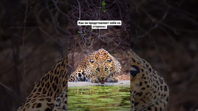 Как близнецы 👍 смотреть онлайн