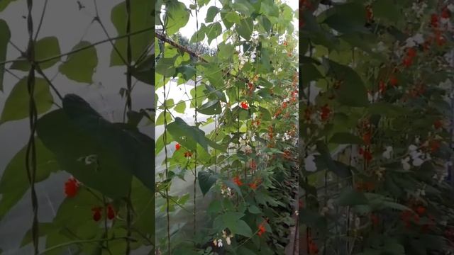 Когда фасоль не только урожайная, но и декоративная. Рекомендую! 05.07.2023 смотреть онлайн