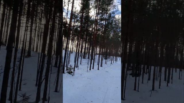 по зимнему лесу на квадрике#леснойскобарь#2024#лес#следы#дикиеживотные #звери#зимнийлес#квадрик смотреть онлайн