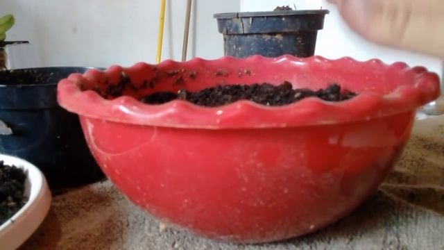 PLANTANDO SCILLA VIOLACEA смотреть онлайн