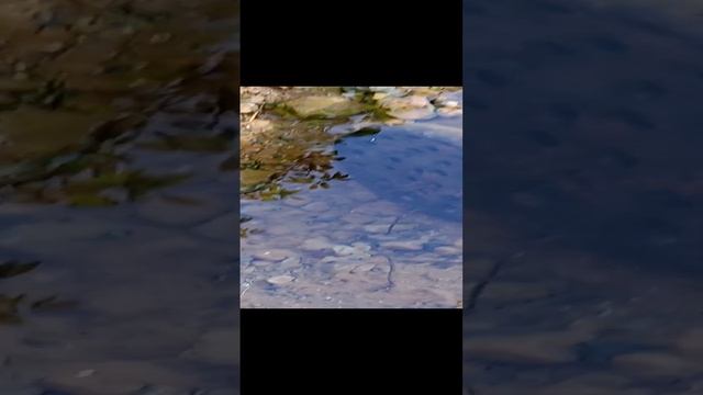 чистейшая вода ?
родник в моём саду