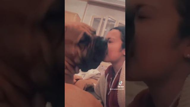 ماستيف هب مصر - Mastiff Hub Egypt - Boerboel смотреть онлайн