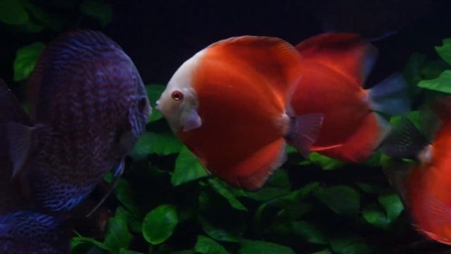 AGREGANDO los NUEVOS PECES DISCO al acuario de 480 Litros смотреть онлайн