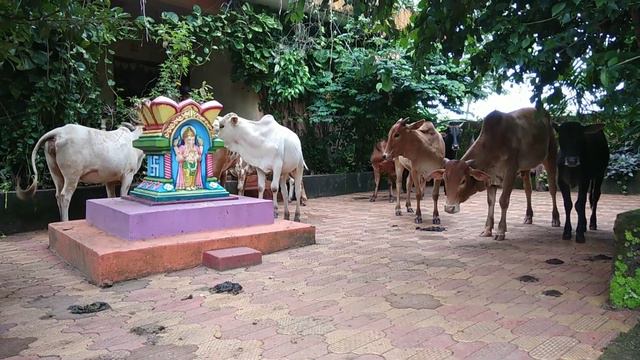 ГОА ноябрь 2020, Индия Коровы Собаки Мартышки Свиньи всё смешалось. Енфилд