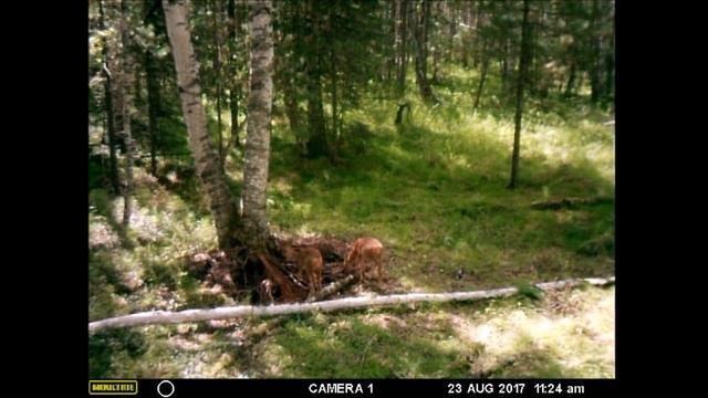 Солонец заработал! или Как сделать солонец?!