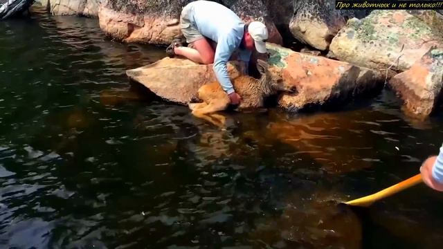 Рыбаки услышали странные ЗВУКИ в воде! Присмотрелись и решили подойти ближе! смотреть онлайн