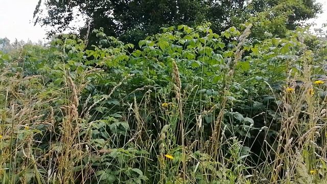 Малина дикая. смотреть онлайн