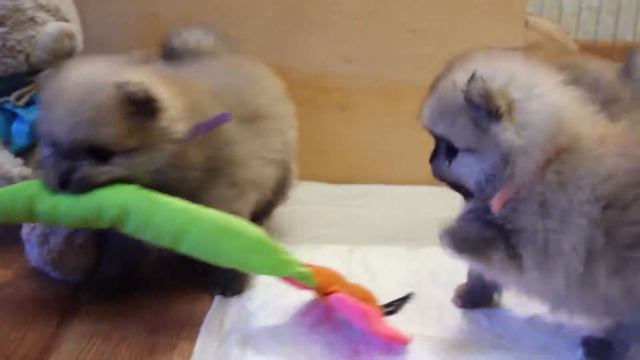 Щенки шпица играют смотреть онлайн