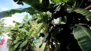 BM Beach Hotel 4* ОАЭ/Эмират Рас-эль-Хайма. краткий обзор отеля. 2022.12. хотите больше- подпишитес