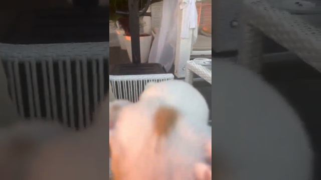 Мульти Елисеевич в кафе Сочи ,выпускник питомника чихуахуа Кастропуло Крым смотреть онлайн