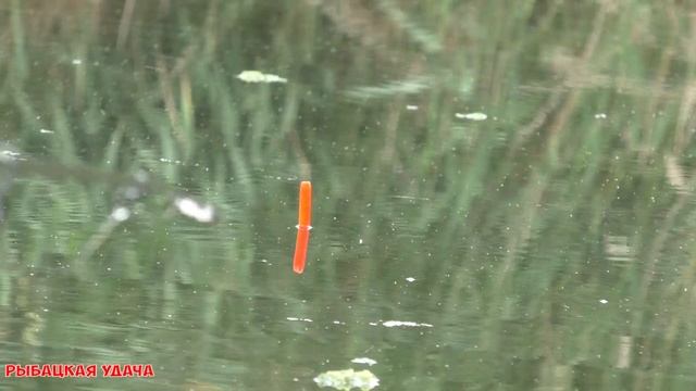 Вечёрка. Рыбалка на реке. Ловля карася на поплавок и пружину смотреть онлайн