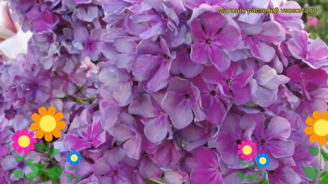 Флокс метельчатый Князь Серебряный. Краткий обзор, описание характеристик, где купить саженцы смотреть онлайн