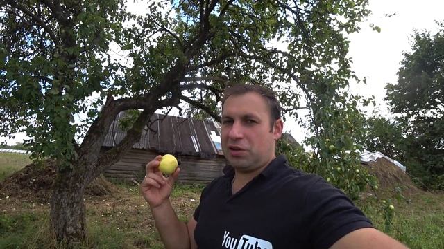 ХИТРЫЙ ОТКОРМ БЫКОВ,КАК БЫКИ НАБИРАЮТ ОГРОМНЫЙ ВЕС СОЧНЫМИ КОРМАМИ, КОРМЛЮ БЫКОВ ЯБЛОКАМИ смотреть онлайн