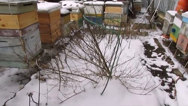 в марте в семьях пчел уже есть расплод, и резко похолодало, что делать ? ( обновление 15.03.2020 ) смотреть онлайн