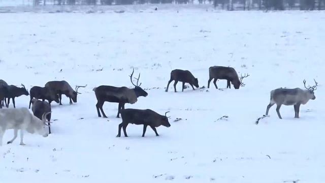 Северные олени в тундре 0_0 смотреть онлайн