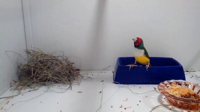 Амадины Гульда 2 смотреть онлайн