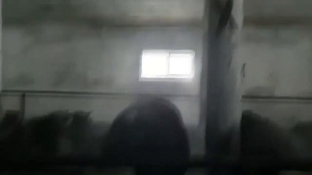 Выращивание бычков на мясо. Бизнес план. смотреть онлайн