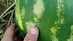 Как выглядят крупные арбузы сорта АУ Продюсер| Арбуз АУ Продюсер средняя масса плодов.