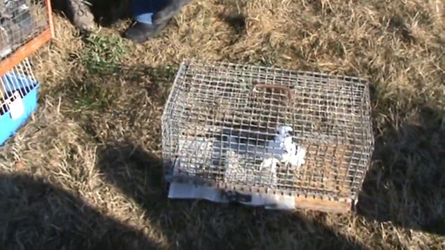 Ярмарка голубей г.Славянск-на-Кубани 20.02.2022г. 6часть смотреть онлайн