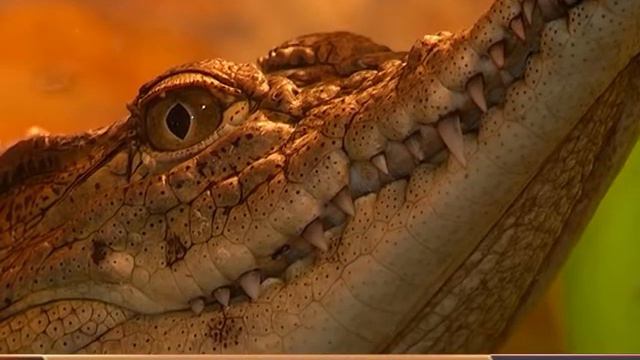 ТРОПИЧЕСКИЕ ЭКСПОНАТЫ смотреть онлайн