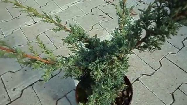 Juniperus chinensis Blaauw смотреть онлайн