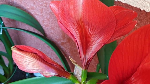 Hippeastrum lion king смотреть онлайн