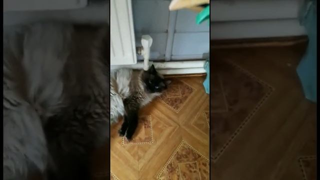 Кошачье лежбище Смешные коты смотреть онлайн