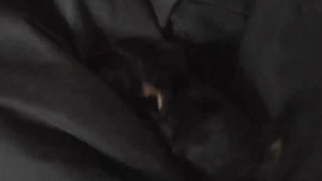 Йорик Жорик 1,5 месяца первая неделя дома!)йоркширский терьер щенок)) смотреть онлайн