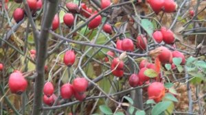 Питомник Садоград. Шиповник «Бесшипный ВНИВИ». Саженцы