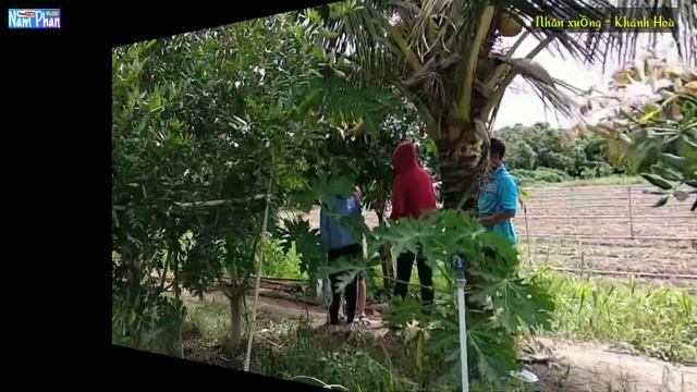 Vườn nhãn xuồng cơm vàng смотреть онлайн