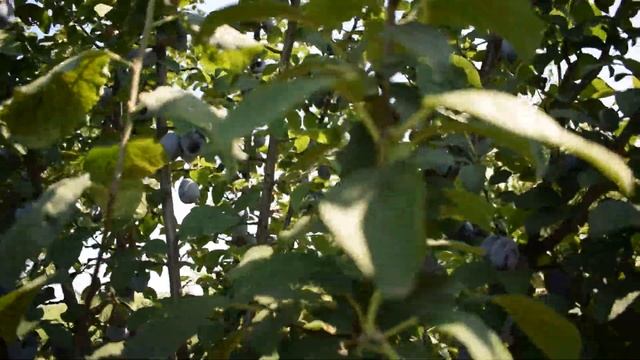 Слива Карпатия - Агро Сад, отзывы по сортах, саженцы сливы - 2021 смотреть онлайн