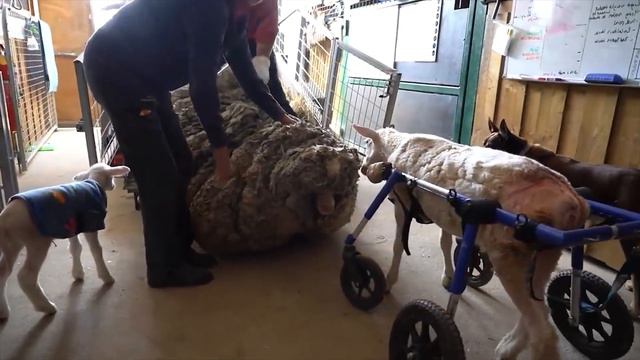 Спустя 5 лет сбежавшего барана обнаружили в лесу, он был непохож на овцу! смотреть онлайн