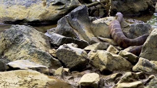 Опасных Змеи. dangerous snakes интересные фактыдикая природаживотныеяд смотреть онлайн