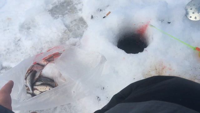 dry blooder, активатор клева,сухая кровь, реальный отзыв покупателя смотреть онлайн