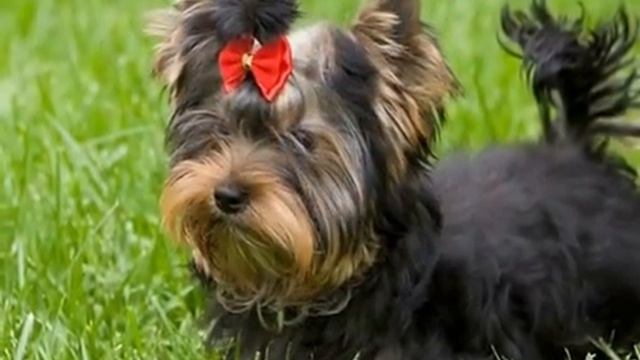 Породы собак Йоркширский терьер смотреть онлайн