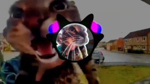 (PHONK REMIX)мяу мяу мяу мем кот кричит в камеру БАСЫ ДОЛБЯТ