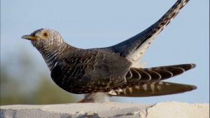 птица кукушка