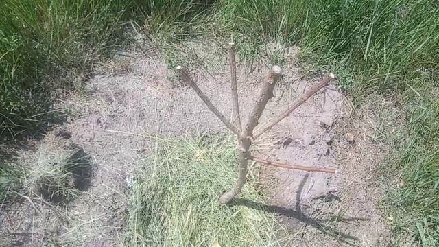 НЕ ПРОСЫПАЕТСЯ САЖЕНЕЦ. Реанимируем Саженцы. КАК ПРОБУДИТЬ САЖЕНЦЫ