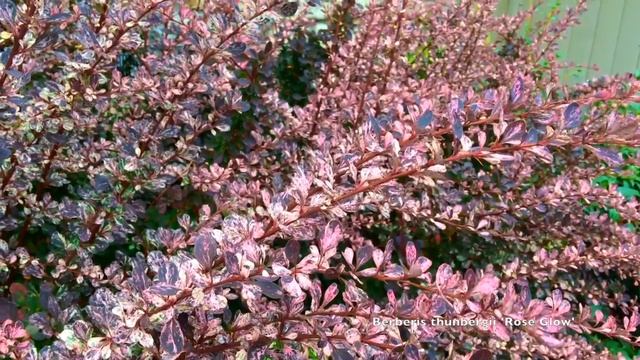 Berberis Thunbergii Atropurpurea 'Rose Glow'
