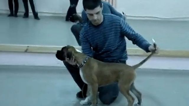 подготовка к выставке 2 смотреть онлайн