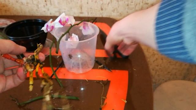И снова СПАСЕНИЕ ОРХИДЕИ!Купленные в оптовом магазине!/saving the orchid смотреть онлайн