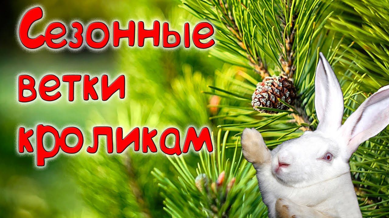 Сезонный веточный корм для кроликов смотреть онлайн