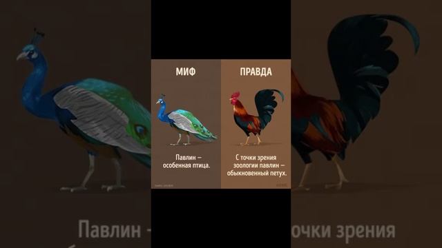 МИФ ПРАВДА ПРО ПАВЛИНОВ #shorts #интересныефакты #факты #мифы #павлин смотреть онлайн