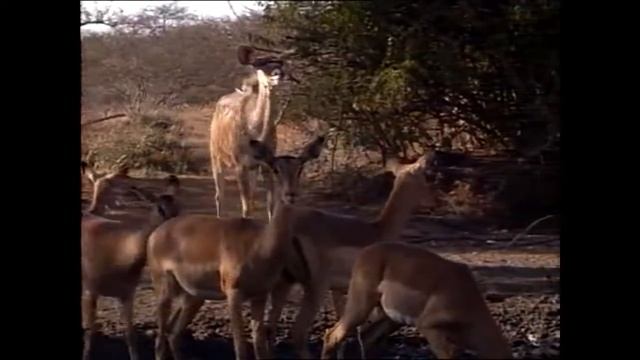 охота на конгони, степной бубал смотреть онлайн