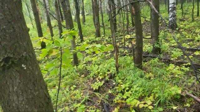 NATURE. Mushroom picking. прогулка за грибами. грибы. природа . смотреть онлайн
